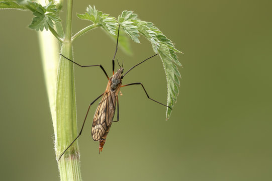 Riesenschnake (Tipula maxima)