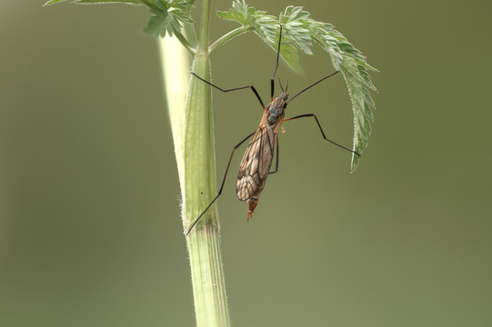 Riesenschnake (Tipula maxima)