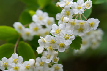 spirea shrub with white flowers on twig