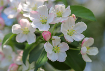Fototapeta na wymiar white-pink flowers blooming fruit trees