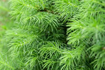 spring juniper twigs macro