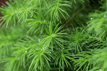 spring juniper twigs macro