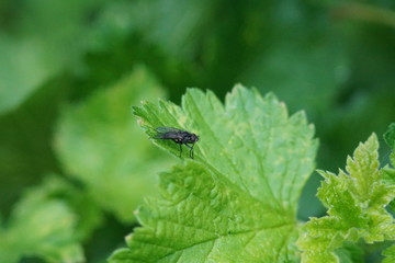 Fliege im Garten