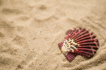 Shell on beach, holiday background