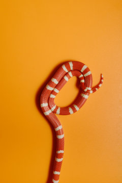 Shy snake