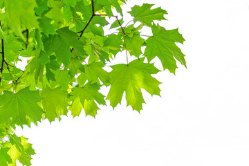 Spring eco friendly background - vivid green branches of maple tree isolated on a white background