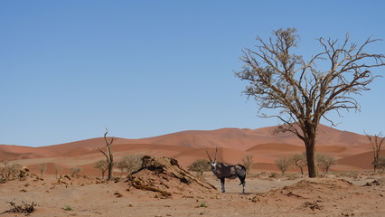 Oryx en el desierto