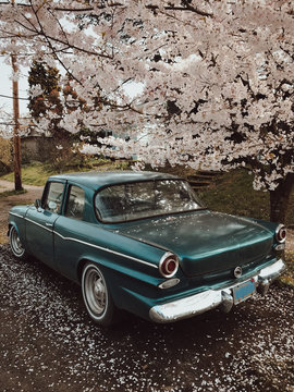 Classic car and Blossoms
