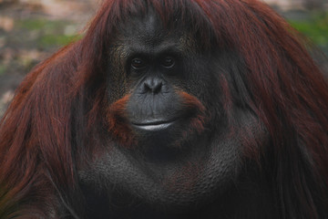 orangutan