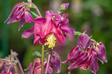 Obraz premium Closeup of a pink blooming columbine (genus Aquilegia) in the garden..