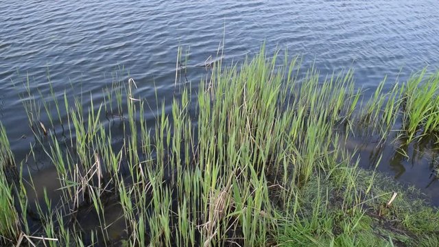 Green algae on the background of water in the lake.