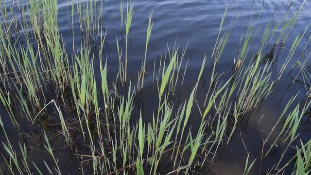 Green algae on the background of water in the lake.