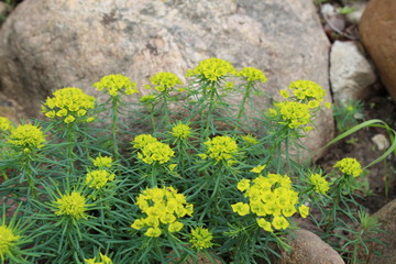 ground cover in Rocky Hill