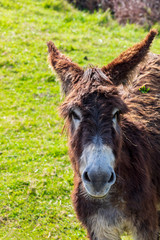 Beautiful donkey on sunny day. Close-up.