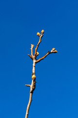 Close-up of apple buds and buds growing on apple tree (Reineta variety fruit tree). Sunny spring day.