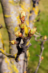Close-up of apple buds and buds growing on apple tree (Reineta variety fruit tree). Sunny spring day.