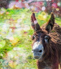 Beautiful donkey on sunny day. Close-up.Beautiful donkey on sunny day. Close-up. Space to insert your text.