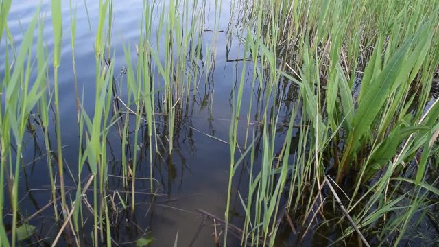 Green algae on the background of water in the lake.