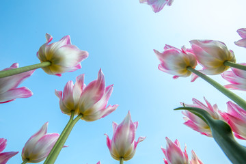 White tulips are red with petals against the sky.