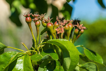 Fototapeta premium Close-up of small pears growing on pear tree (fruit tree). Sunny spring day.