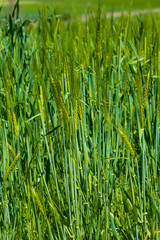 Field of green, fresh and natural wheat. Sunny spring day.