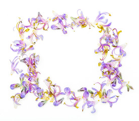 Fototapeta na wymiar Rectangular frame (square) with delicate purple flowers of fresh rosemary. Isolated on white background.