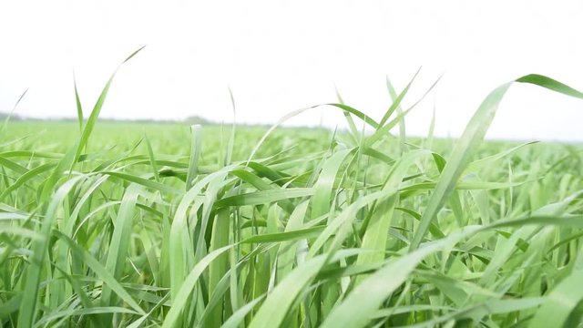 View of the green grass in the field. Nature in summer.