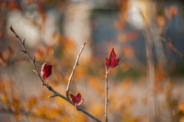 Red leaves close up in the wild. Branch of red autumn grapes leaves. Parthenocissus quinquefolia foliage. Isolated on white background.