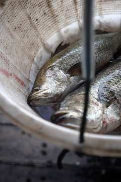 Plastic basket of fresh fish on a scale