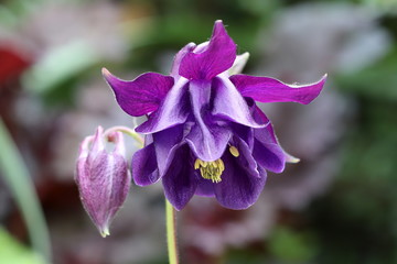 Akelei in Lila Makro Aquilegia