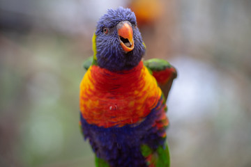 colorful parrots 