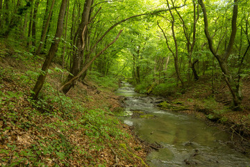 A small river deep in the green forests of Bulgaria in spring rainy day.