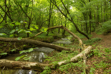 A small river deep in the green forests of Bulgaria in spring rainy day.