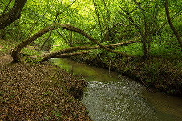 Fototapeta premium A small river deep in the green forests of Bulgaria in spring rainy day.
