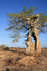 tree in desert