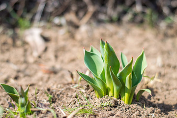 Tulip bulbs flowering. Small tulip plants growing out of the soil in spring. Selective focus.