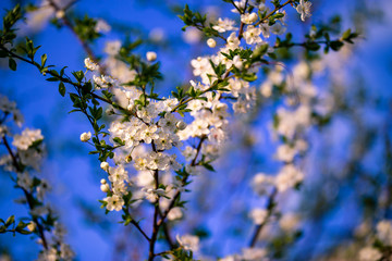 white flowers on tree branches