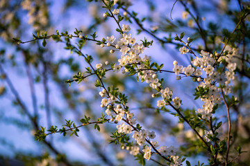white flowers on tree branches