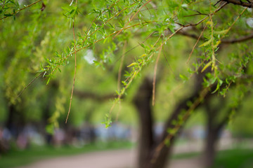 The leaves of the trees at sunset