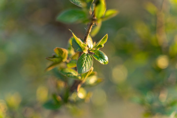 summer green tree, green leaf, nature, photography green leaves Wallpaper