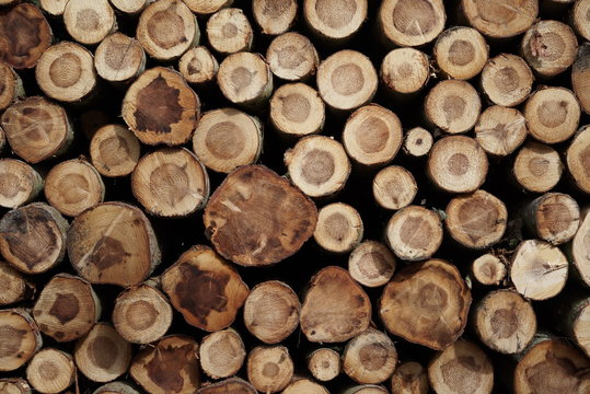 Pile of felled trees in the forest