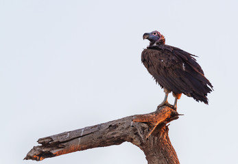 Lappet-faced vulture Nubian vulture Torgos tracheliotos perched on branch back lit by sunset, looking into distance Amboseli National Park Kenya East Africa copy space wild Africa safari