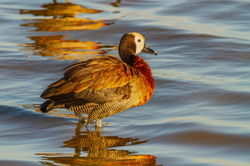 White-faced whistling duck, Dendrocygna viduata, standing in gentle ripple smooth water side view close-up Amboseli National Park Kenya East Africa