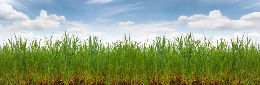 Grass Cereal Field Roots Soil