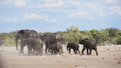 Manada de elefantes © castorpolux