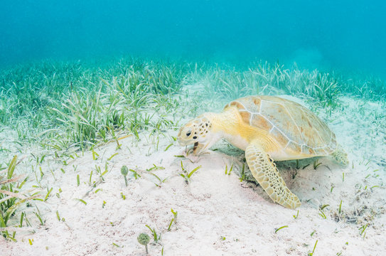 Green Turtles Depend on Seagrass