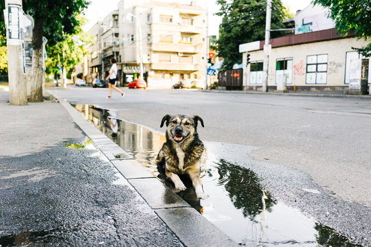 Stray dog relaxing in puddle