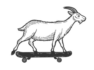 Domestic goat ride on skateboard sketch engraving vector illustration. Scratch board style imitation. Black and white hand drawn image.