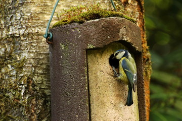 A blue tit on a bird box ready to feed its young. © pncphotos