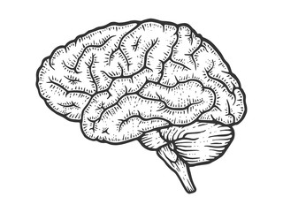 Human brain schematic vintage sketch engraving vector illustration. Scratch board style imitation. Black and white hand drawn image.